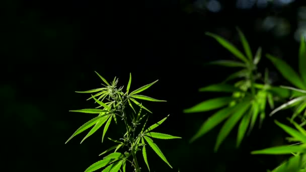 Ljus Ritar Texturen Arket Ljudet Naturen Den Bakgrundsbelysta Kvällsljus Cannabisblad — Stockvideo