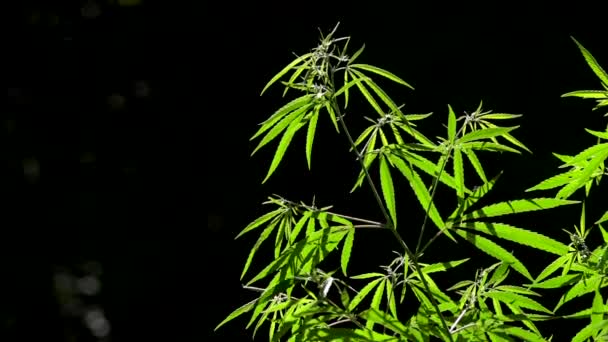 Lumière Dessine Texture Feuille Son Nature Les Feuilles Cannabis Rétro — Video