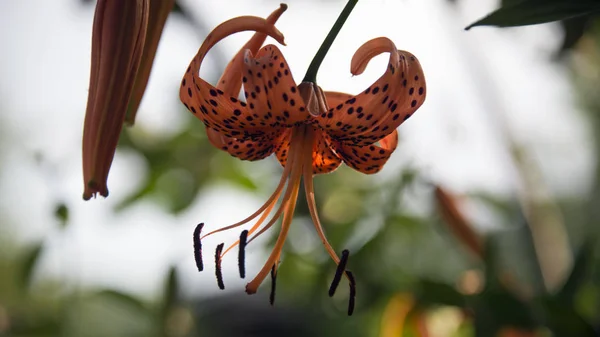 Tiger lily.Orange lily color attracts insects.Decorative, selection flower.Bright and very attractive, motley flower.Blooming lily.