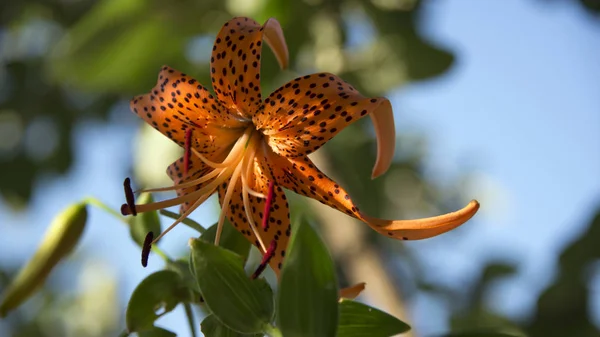 Tiger lily.Orange lily color attracts insects.Decorative, selection flower.Bright and very attractive, motley flower.Blooming lily.