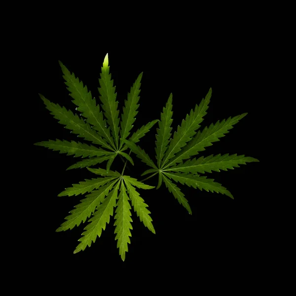 Offenes Blatt Cannabis Auf Schwarzem Hintergrund Durchbrochenes Blatt Hanfkraut Aus — Stockfoto