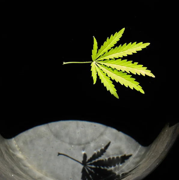 Folha Aberta Cannabis Fundo Preto Folha Trabalho Abertura Hemp Erva — Fotografia de Stock