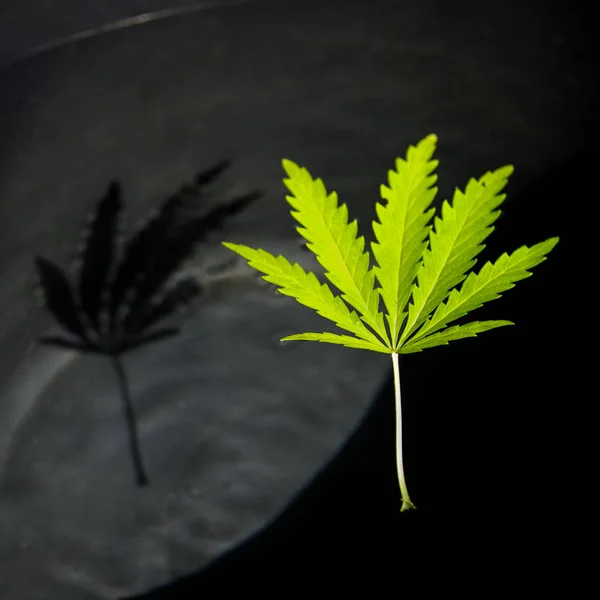 Folha Aberta Cannabis Fundo Preto Folha Trabalho Abertura Hemp Erva — Fotografia de Stock