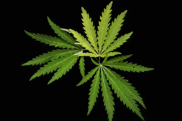 Durchbrochenes Blatt Hanf Der Sonne Offenes Blatt Cannabis Auf Schwarzem — Stockfoto