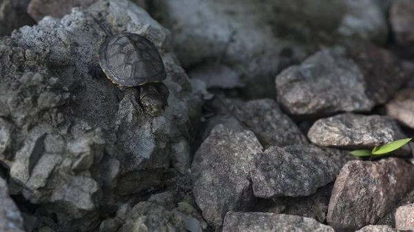 Die Neugeborene Schildkröte Die Schildkröte Entwickelt Territory Toy Turtle Very — Stockfoto