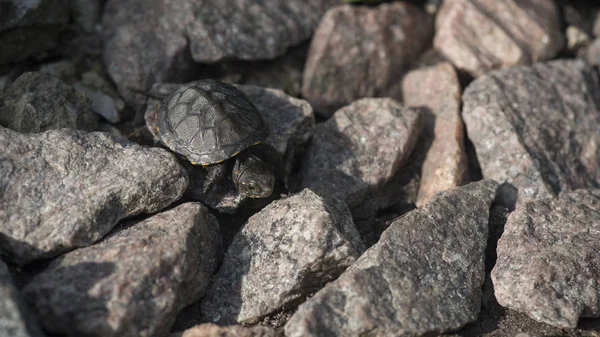 Tortuga Recién Nacida Tortuga Desarrolla Territorio Tortuga Juguete Muy Poca —  Fotos de Stock