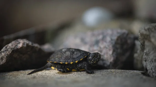 Newborn Turtle Turtle Develops Territory Toy Turtle Very Little Turtle — Stock Photo, Image