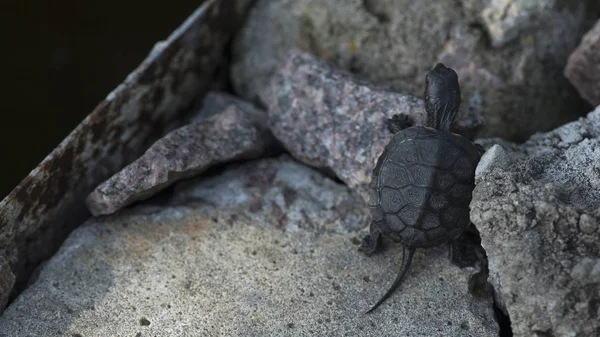Den Nyfödda Sköldpaddan Sköldpaddan Utvecklar Revir Leksak Sköldpadda Mycket Liten — Stockfoto