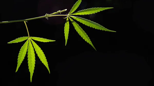 Open Blad Van Cannabis Een Zwarte Achtergrond Licht Tekent Textuur — Stockfoto