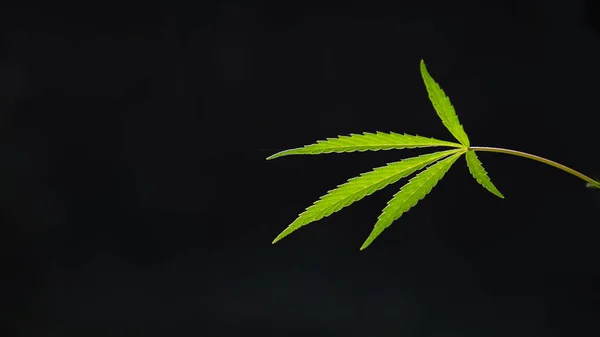 Open Blad Van Cannabis Een Zwarte Achtergrond Licht Tekent Textuur — Stockfoto