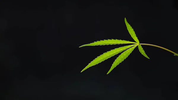 Hoja Abierta Cannabis Sobre Fondo Negro Luz Dibuja Textura Lámina — Foto de Stock