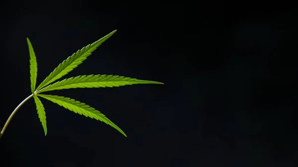 Nyílt Lapot Kannabisz Fekete Háttér Fény Lap Textúráját Hívja Kender — Stock Fotó