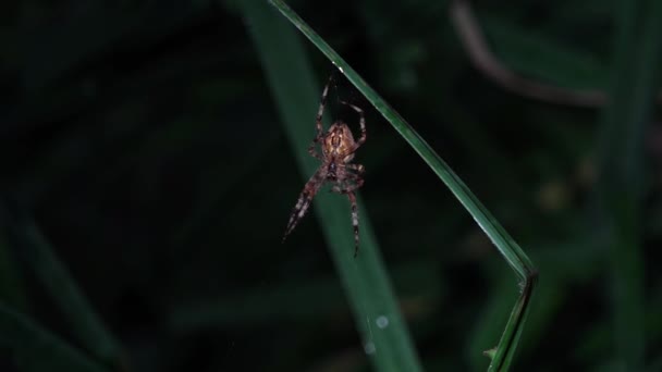 Morgentau Stille Frieden Glückseligkeit Die Spinne Breitet Die Morgendlichen Netze — Stockvideo