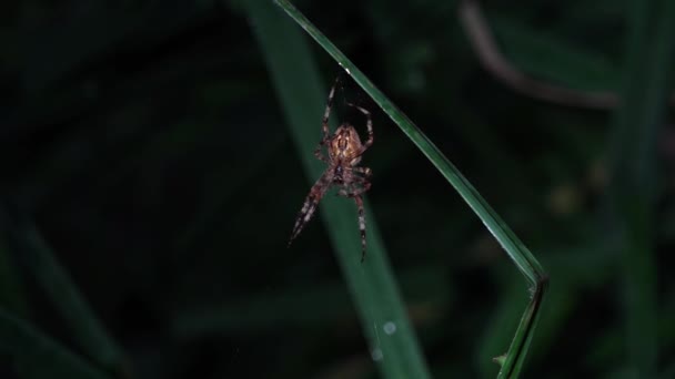 Rocío Matutino Silencio Paz Bienaventuranzas Araña Extendió Las Redes Matutinas — Vídeos de Stock