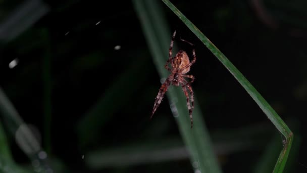 暗い森の中のクモの巣 朝の露 森の沈黙の中のクモの巣 暗い森の中の朝の露 朝の露 朝の5時に霧 クモは朝のネットを広げ — ストック動画