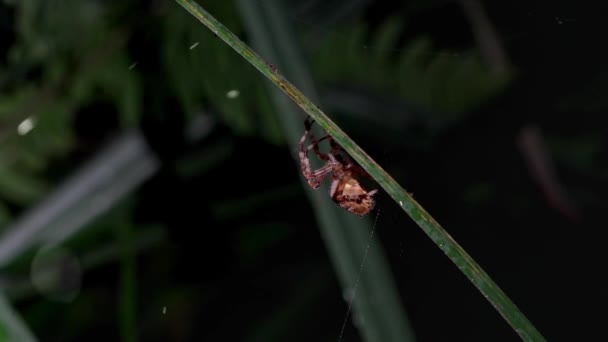 暗い森の中のクモの巣 朝の露 森の沈黙の中のクモの巣 暗い森の中の朝の露 朝の露 朝の5時に霧 クモは朝のネットを広げ — ストック動画