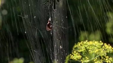 Çiy damlalarındaki ağ. Sabah güneşinde örülür.Web örgüsü. Örümcek ağlarındaki böcekleri yakalama süreci. Işık. Örümceğin hareketi. Yağmur örümceğin topraklarına nüfuz ediyor..