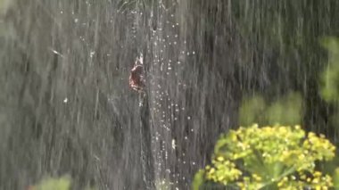 Çiy damlalarındaki ağ. Sabah güneşinde örülür.Web örgüsü. Örümcek ağlarındaki böcekleri yakalama süreci. Işık. Örümceğin hareketi. Yağmur örümceğin topraklarına nüfuz ediyor..