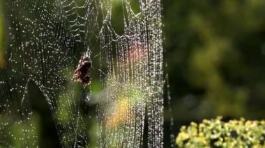 Çiy damlalarındaki ağ. Sabah güneşinde örülür.Web örgüsü. Örümcek ağlarındaki böcekleri yakalama süreci. Işık. Örümceğin hareketi. Yağmur örümceğin topraklarına nüfuz ediyor..