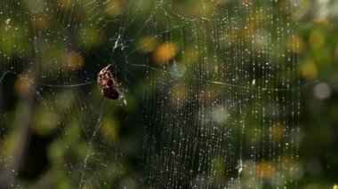 Çiy damlalarındaki ağ. Sabah güneşinde örülür.Web örgüsü. Örümcek ağlarındaki böcekleri yakalama süreci. Işık. Örümceğin hareketi. Yağmur örümceğin topraklarına nüfuz ediyor..