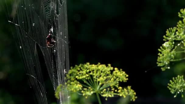 Web Dew Drops Spider Morning Sun Web Weaving Process Catching — Stock Video