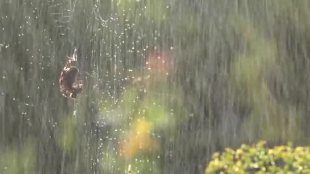 Web Dew Drops Spider Morning Sun Web Weaving Process Catching — Stock Video