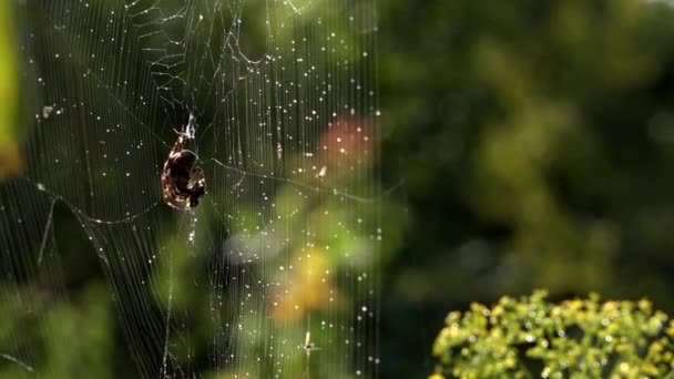 Web Dew Drops Spider Morning Sun Web Weaving Process Catching — Stock Video