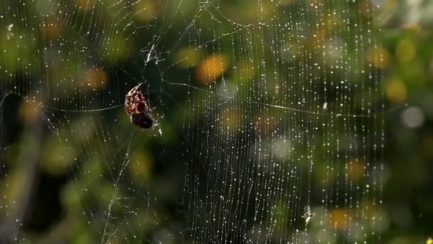 Síť Kapkách Rosy Pavouk Ranním Slunci Síť Proces Chytání Hmyzu — Stock video