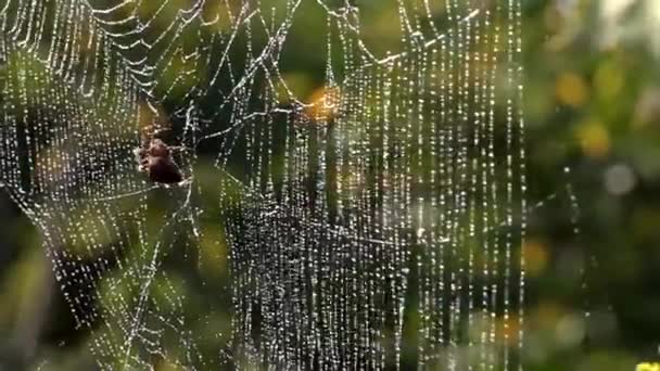 Web Dew Drops Spider Morning Sun Web Waving Διαδικασία Της — Αρχείο Βίντεο