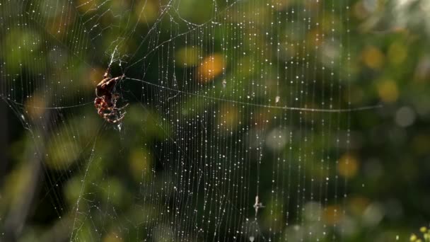 Orvalho Manhã Silêncio Paz Bênçãos Aranha Estabeleceu Uma Emboscada Teia — Vídeo de Stock