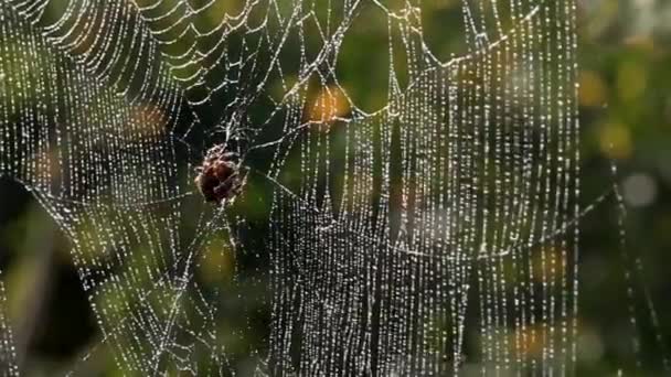 Morgon Dagg Tystnad Frid Salighet Spindeln Satte Ett Bakhåll Spidernät — Stockvideo