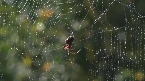 Poranna Rosa Cisza Spokój Błogo Pająk Zastawił Zasadzkę Pajęczynę Pająka — Wideo stockowe