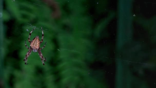Morgentau Stille Frieden Bliss Spinne Legte Einen Hinterhalt Spinnennetz Und — Stockvideo
