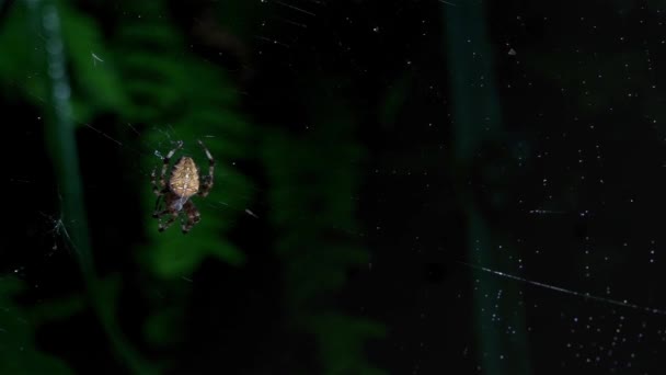 거미는 Ambu Web Spider Web 거미에 곤충을 Light Bokeh Spider — 비디오