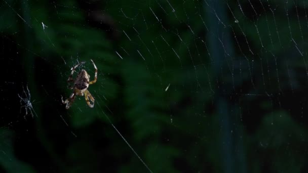 Morgendauw Stilte Vrede Geluk Spin Zette Een Hinderlaag Spinnenweb Spinnen — Stockvideo