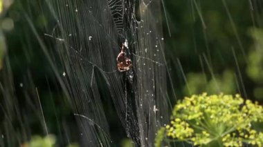 Sabah çiği, sessizlik, huzur, saadet. Örümcek bir pusu kurdu. Örümcek ağı ve örümcek. Örümcek ağlarında böcek yakalama süreci. Işık boh.Örümceğin hareketi. Gölge ve ışık..