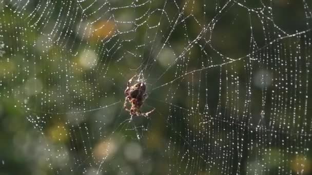 Morgon Dagg Tystnad Frid Salighet Spindeln Satte Ett Bakhåll Spidernät — Stockvideo