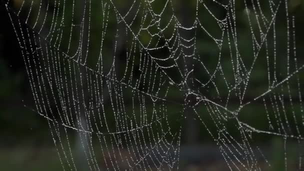 Wet Web Vento Balança Teia Vento Balança Teia Caçador Está — Vídeo de Stock