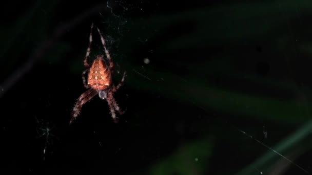 Araignée Halloween Fond Noir Araignée Lumineuse Une Araignée Nuit Attend — Video