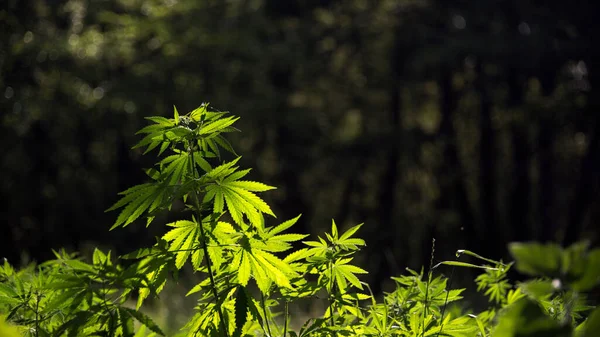 Конопля Thickets Medicinal Травы Южного Region Marijuana Цветок Цветения Медицинской — стоковое фото