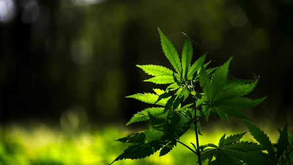 Grosimi Cânepă Planta Medicinală Din Regiunea Sudică Floarea Marijuana Înflorește Imagini stoc fără drepturi de autor