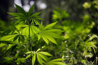 Kenevir çalıları. Güney bölgesinin şifalı otları. Marihuana çiçeği çiçek açıyor. Orman çalılığında, kenevir hızla büyüyor.. 