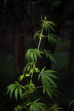 Kenevir çalısı. Işık çarşafın dokusunu çizer. Siyah bir arka planda açık kenevir yaprağı. Kenevir çalılığı. Güney bölgesinin şifalı otları.
