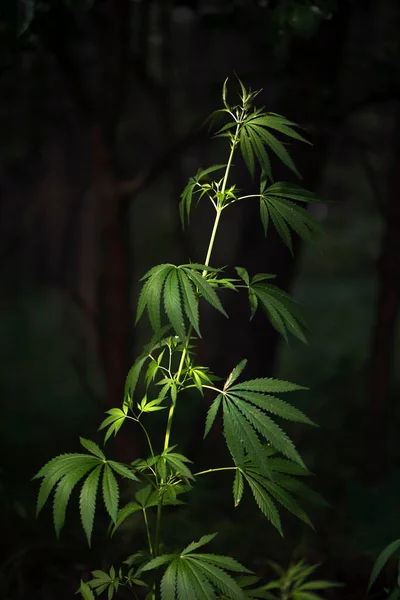 Hemp Bush Light Draws Texture Sheet Open Sheet Cannabis Black — Stock Photo, Image