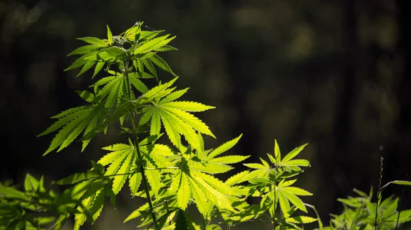 Espessuras Cânhamo Folha Trabalho Aberto Cânhamo Ramo Cânhamo Sol Floresta — Fotografia de Stock