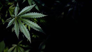 Açık iş, siyah bir arka planda parlak yeşil kenevir yaprağı. Marihuana sapı ve yaprağı yakın plan. Esrarın açık sayfası. Siyah bir arka planda açık bir esrar tabakası. Işık, çarşafın dokusunu çizer..