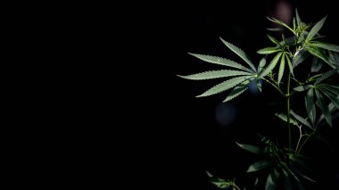 Açık iş, siyah bir arka planda parlak yeşil kenevir yaprağı. Marihuana sapı ve yaprağı yakın plan. Esrarın açık sayfası. Siyah bir arka planda açık bir esrar tabakası. Işık, çarşafın dokusunu çizer..