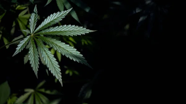 Offenes Hellgrünes Cannabisblatt Auf Schwarzem Hintergrund Marihuanastamm Und Blatt Nahaufnahme — Stockfoto