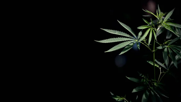 Açık iş, siyah bir arka planda parlak yeşil kenevir yaprağı. Marihuana sapı ve yaprağı yakın plan. Esrarın açık sayfası. Siyah bir arka planda açık bir esrar tabakası. Işık, çarşafın dokusunu çizer..