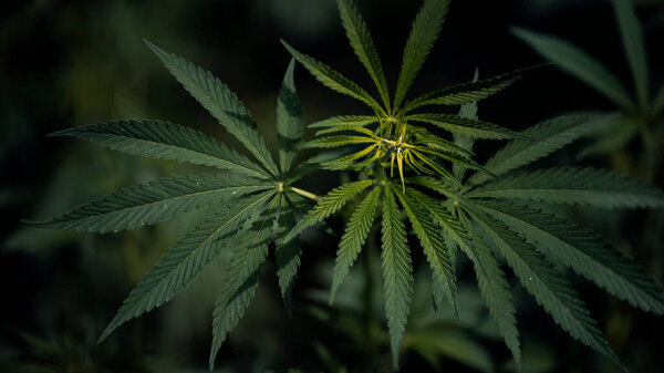 Крупный план листа на черном фоне. Текстурированные листья конопли impressive.branch конопли на солнце
.